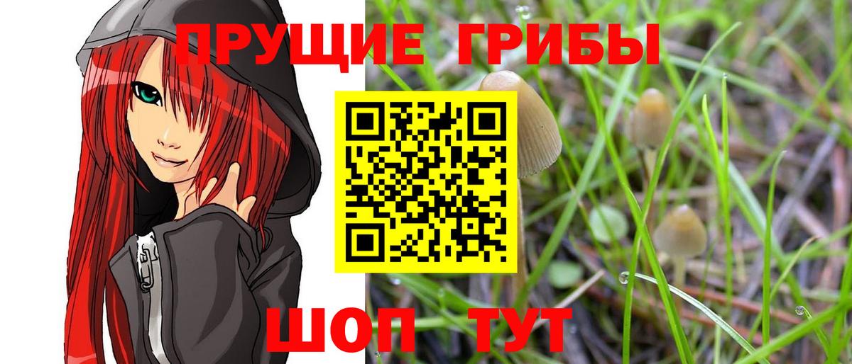 Псилоцибиновые грибы прущие грибы  Кузнецк 